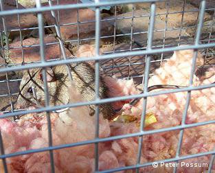 Rat pest control and eradicate rats
