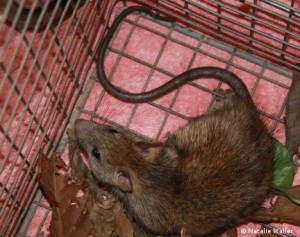 Brisbane Ipswich and Redcliffe rat control