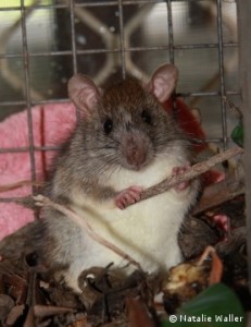 Brisbane rats call us to eradicate rats