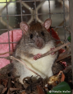 Rat problem Brisbane